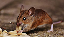 24 Hour & Emergency Exterminators in Ponca City, OK